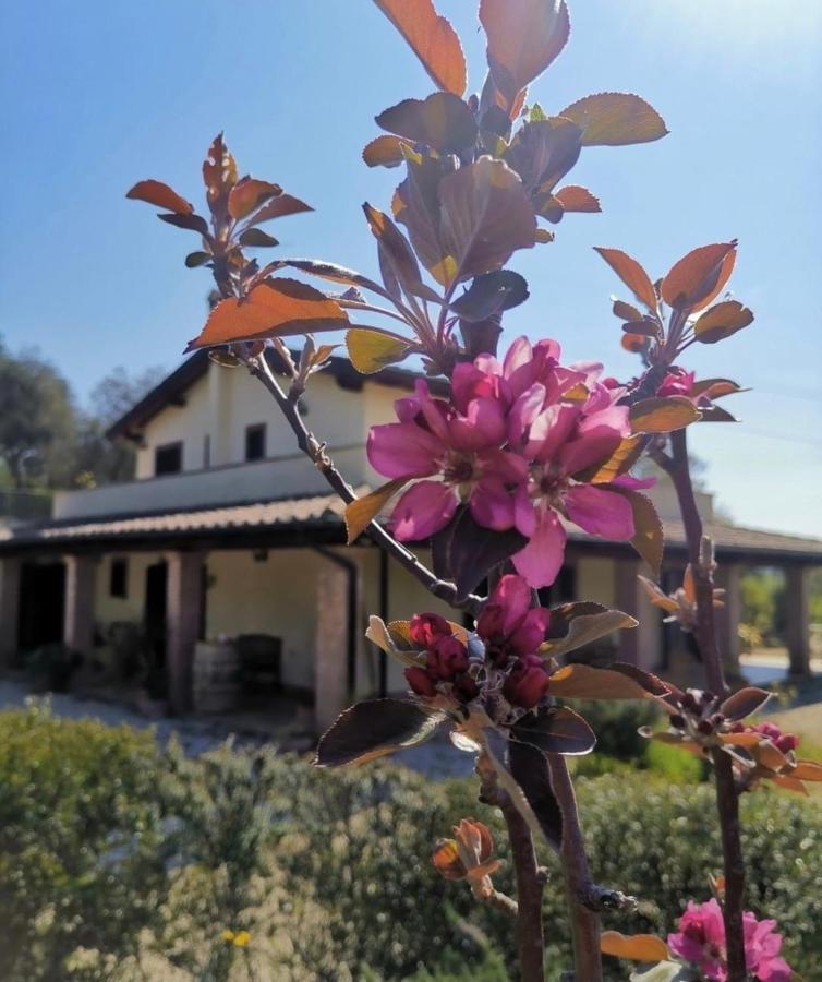 Casale Terre Rosse Bed and Breakfast Saturnia Exteriör bild